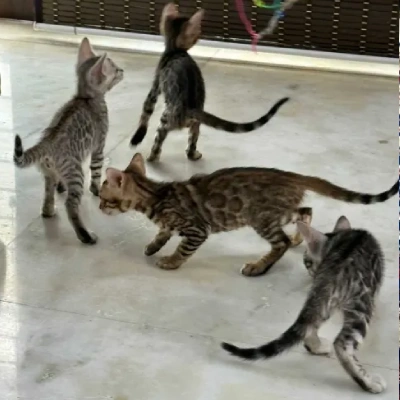 Bengal cat Price in Bangalore | Bengal cats for sale in Bangalore
