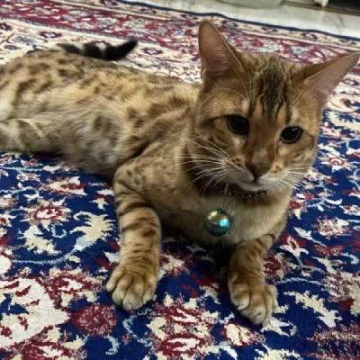 Bengal cat Price in Bangalore | Bengal cats for sale in Bangalore
