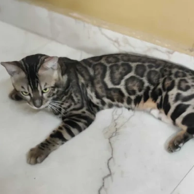 Bengal cat Price in Hyderabad | Bengal cats for sale in Hyderabad