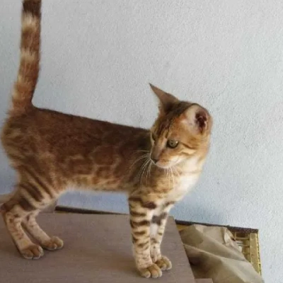 Bengal cat Price in Bangalore | Bengal cats for sale in Bangalore