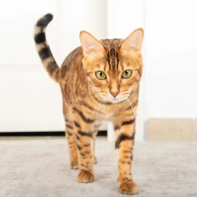 Bengal cat Price in Bangalore | Bengal cats for sale in Bangalore