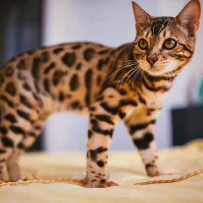 Bengal cat Price in Bangalore | Bengal cats for sale in Bangalore