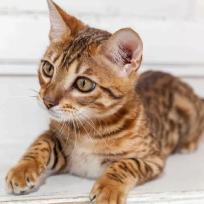 Bengal cat Price in Hyderabad | Bengal cats for sale in Hyderabad
