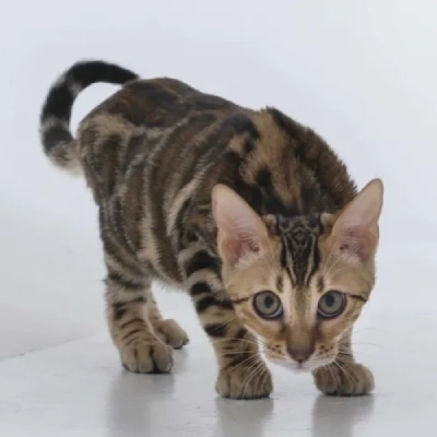 Bengal cat Price in Bangalore | Bengal cats for sale in Bangalore