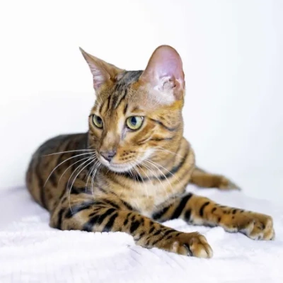 Bengal cat Price in Bangalore | Bengal cats for sale in Bangalore