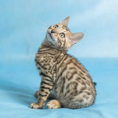 Bengal cat Price in Bangalore | Bengal cats for sale in Bangalore