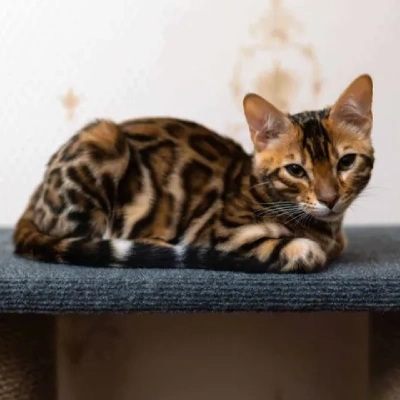 Bengal cat Price in Bangalore | Bengal cats for sale in Bangalore