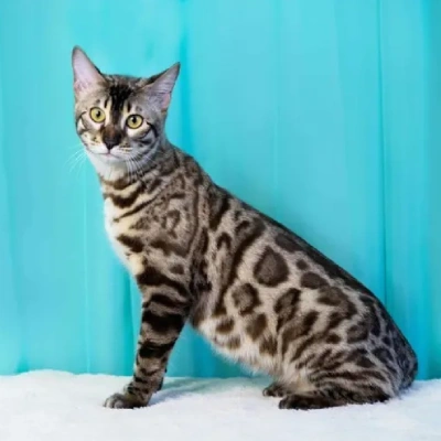 Bengal cat Price in Bangalore | Bengal cats for sale in Bangalore
