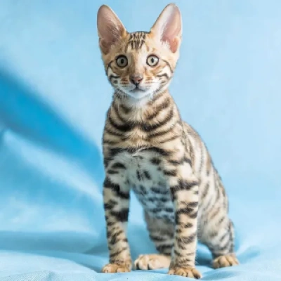 Bengal cat Price in Bangalore | Bengal cats for sale in Bangalore