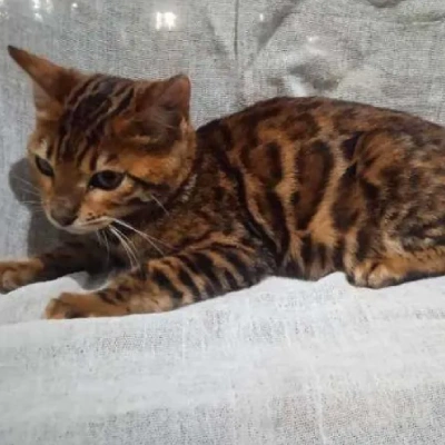 Bengal cat Price in Bangalore | Bengal cats for sale in Bangalore