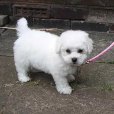 Bichon Frise Price in Nashik | Bichon Frise Puppies for sale in Nashik