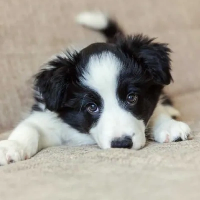 Border Collie Price in Surat | Border Collie Puppies for sale in Surat