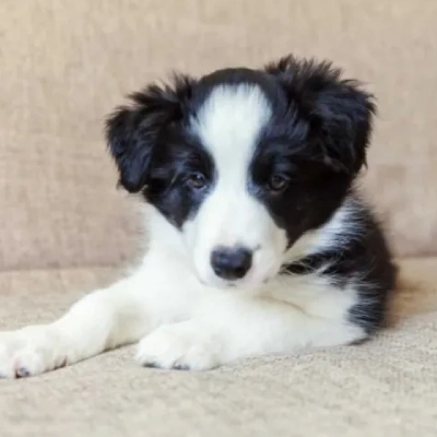 Border Collie Price in Surat | Border Collie Puppies for sale in Surat
