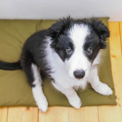 Border Collie Price in Surat | Border Collie Puppies for sale in Surat
