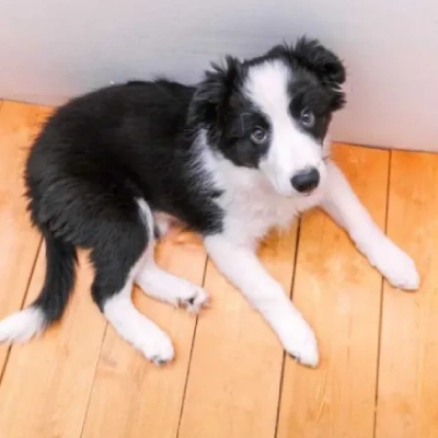 Border Collie Price in Surat | Border Collie Puppies for sale in Surat