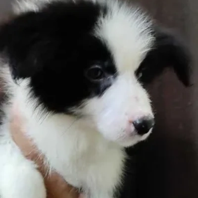 Border Collie Price in Surat | Border Collie Puppies for sale in Surat