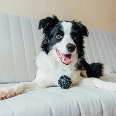 Border Collie Price in Surat | Border Collie Puppies for sale in Surat