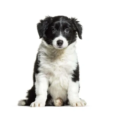 Border Collie Price in Surat | Border Collie Puppies for sale in Surat