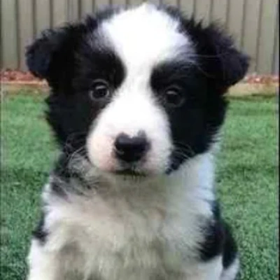 Border Collie Price in Surat | Border Collie Puppies for sale in Surat