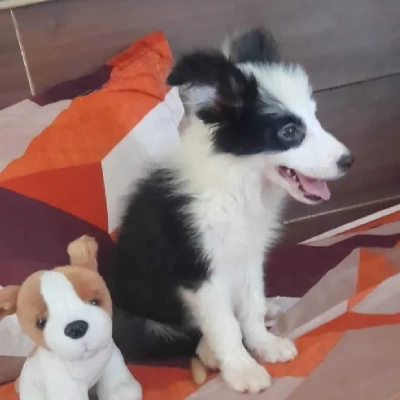 Border Collie Price in Surat | Border Collie Puppies for sale in Surat