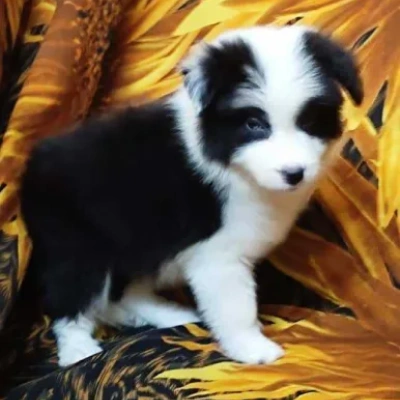 Border Collie Price in Surat | Border Collie Puppies for sale in Surat