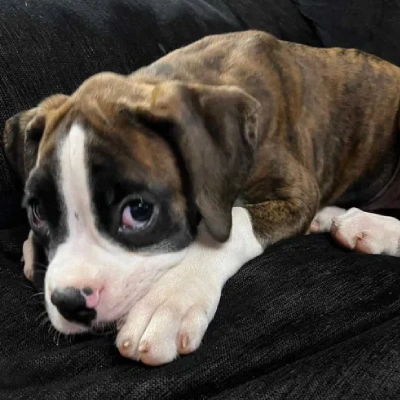 Boxer Price in Hyderabad | Boxer Puppies for sale in Hyderabad