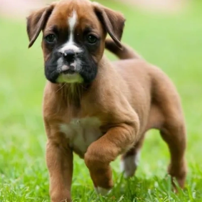 Boxer Price in Hyderabad | Boxer Puppies for sale in Hyderabad