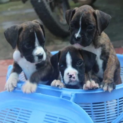 Boxer Price in Hyderabad | Boxer Puppies for sale in Hyderabad