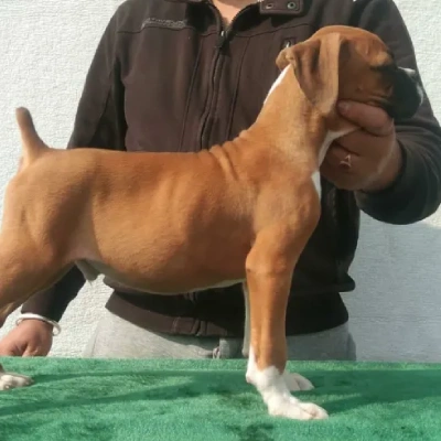 Boxer Price in Hyderabad | Boxer Puppies for sale in Hyderabad