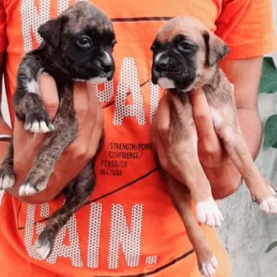 Boxer Price in Hyderabad | Boxer Puppies for sale in Hyderabad
