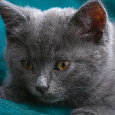British Longhair cat Price in Bangalore | British Longhair cats for sale in Bangalore