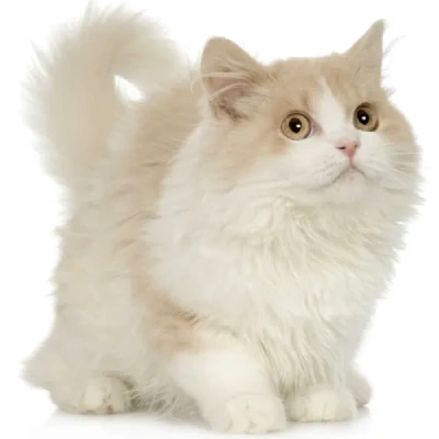 British Longhair cat Price in Bangalore | British Longhair cats for sale in Bangalore