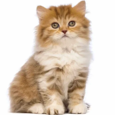 British Longhair cat Price in Bangalore | British Longhair cats for sale in Bangalore