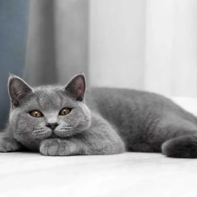 British Shorthair cat Price in Mumbai | British Shorthair cats for sale in Mumbai