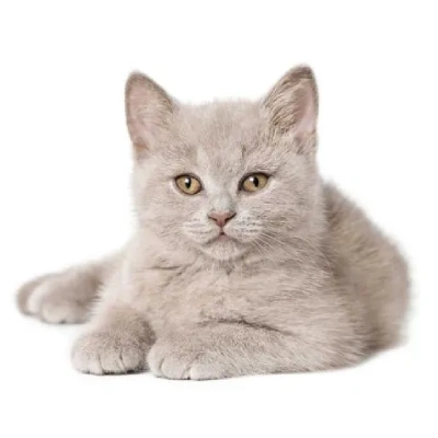 British Shorthair cat Price in Mumbai | British Shorthair cats for sale in Mumbai