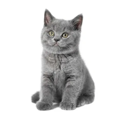 British Shorthair cat Price in Mumbai | British Shorthair cats for sale in Mumbai