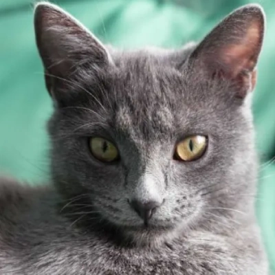 British Shorthair cat Price in Mumbai | British Shorthair cats for sale in Mumbai