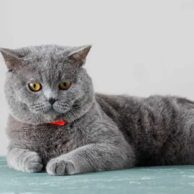 British Shorthair cat Price in Mumbai | British Shorthair cats for sale in Mumbai
