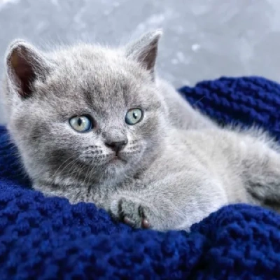 British Shorthair cat Price in Mumbai | British Shorthair cats for sale in Mumbai