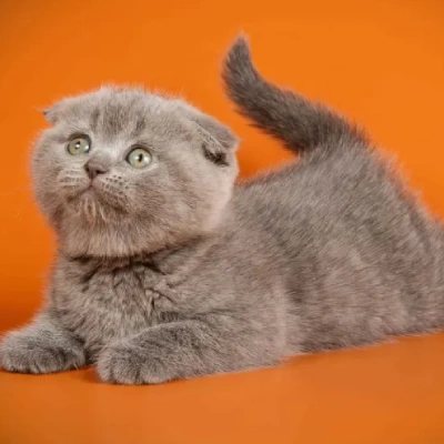 British Shorthair cat Price in Mumbai | British Shorthair cats for sale in Mumbai