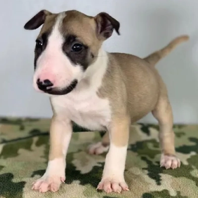 Bull Terrier Price in Surat | Bull Terrier Puppies for sale in Surat