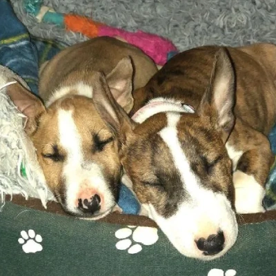Bull Terrier Price in Surat | Bull Terrier Puppies for sale in Surat