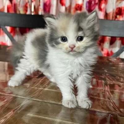 Calico cat Price in Bangalore | Calico cats for sale in Bangalore