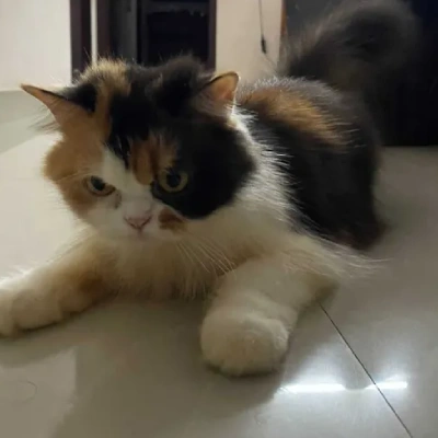 Calico cat Price in Bangalore | Calico cats for sale in Bangalore