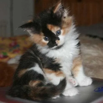 Calico cat Price in Bangalore | Calico cats for sale in Bangalore