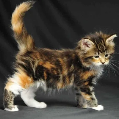 Calico cat Price in Bangalore | Calico cats for sale in Bangalore