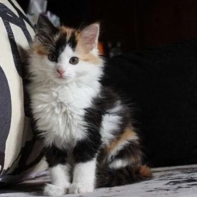 Calico cat Price in Bangalore | Calico cats for sale in Bangalore