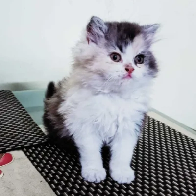 Calico cat Price in Bangalore | Calico cats for sale in Bangalore