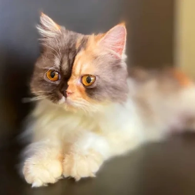 Calico cat Price in Bangalore | Calico cats for sale in Bangalore