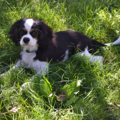 Cavalier King Charles Spaniel Price in Surat | Cavalier King Charles Spaniel Puppies for sale in Surat